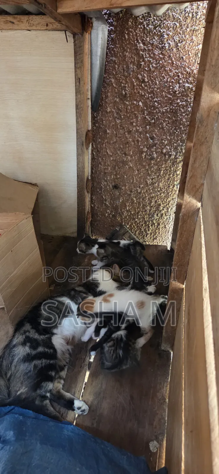 0-1 month Female Mixed Breed Exotic