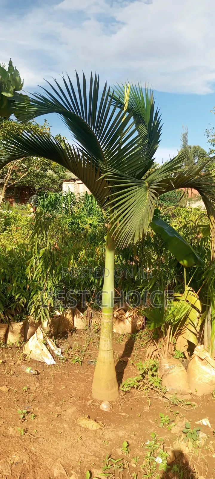 Alexandria Palm, Timeless Beauty