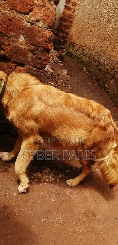 6-12 months Female Mixed Breed Golden Retriever