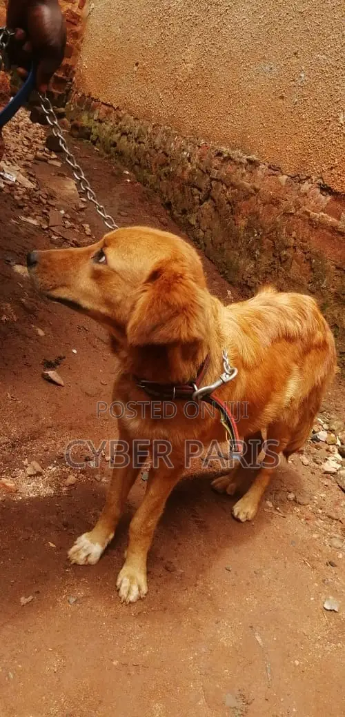 6-12 months Female Mixed Breed Golden Retriever