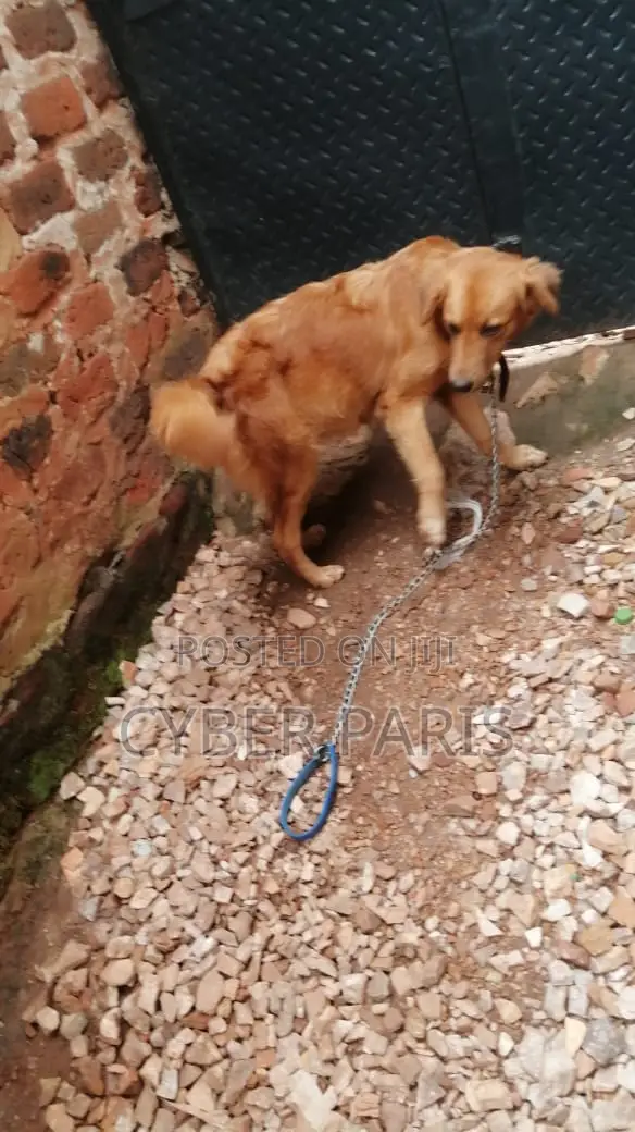 6-12 months Female Mixed Breed Golden Retriever