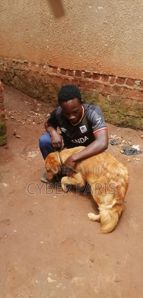 6-12 months Female Mixed Breed Golden Retriever