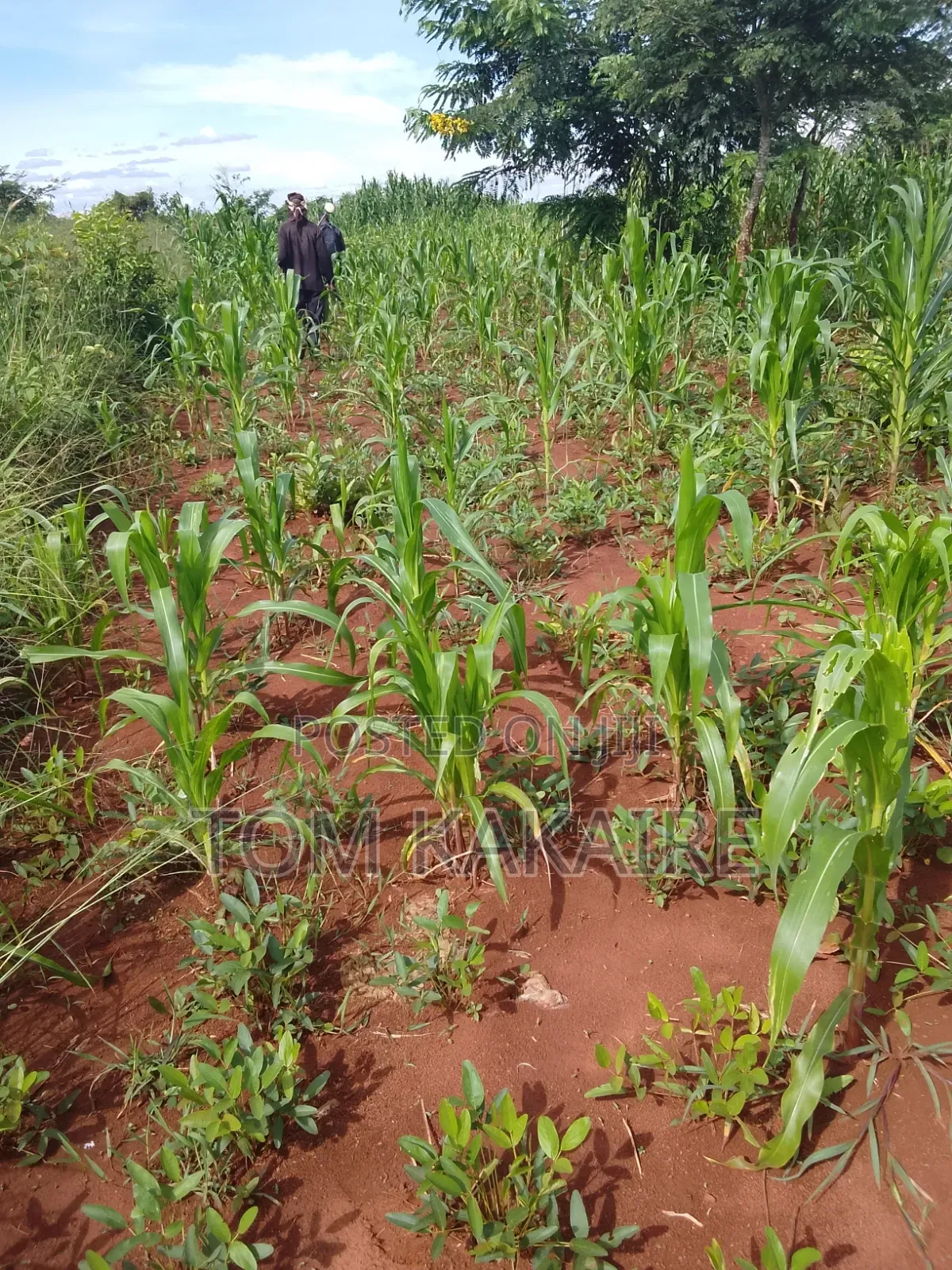 Farm Land for Rent Long Term