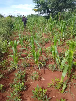 Farm Land for Rent Long Term