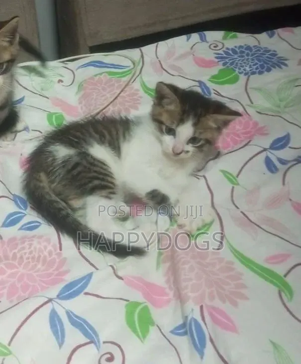 1-3 months Male Mixed Breed Tabby