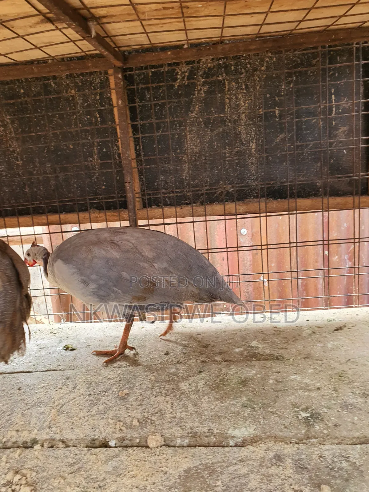 Purple Guinea Fowl