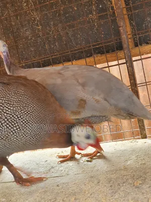 Purple Guinea Fowl
