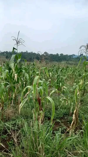 Land on Sell in Matugga Buwambo Near Ymca Institute