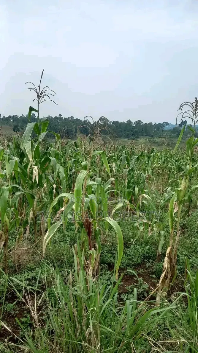 Land on Sell in Matugga Buwambo Near Ymca Institute