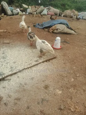 Geese for Sale