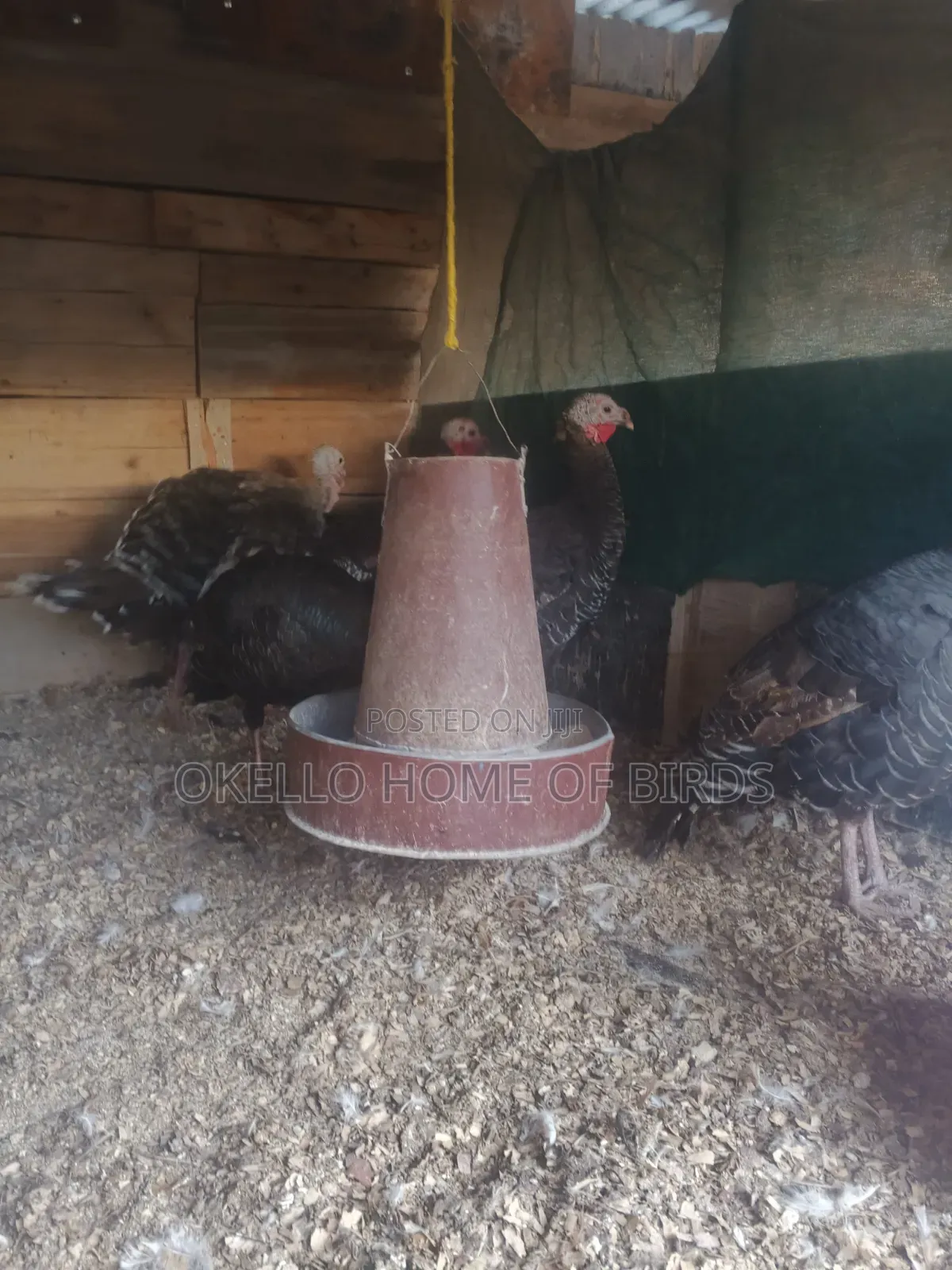 5 Mature Laying Females for Sale