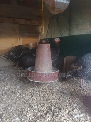 5 Mature Laying Females for Sale