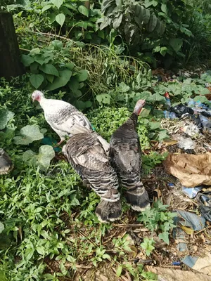 3 Mature Females for Sell
