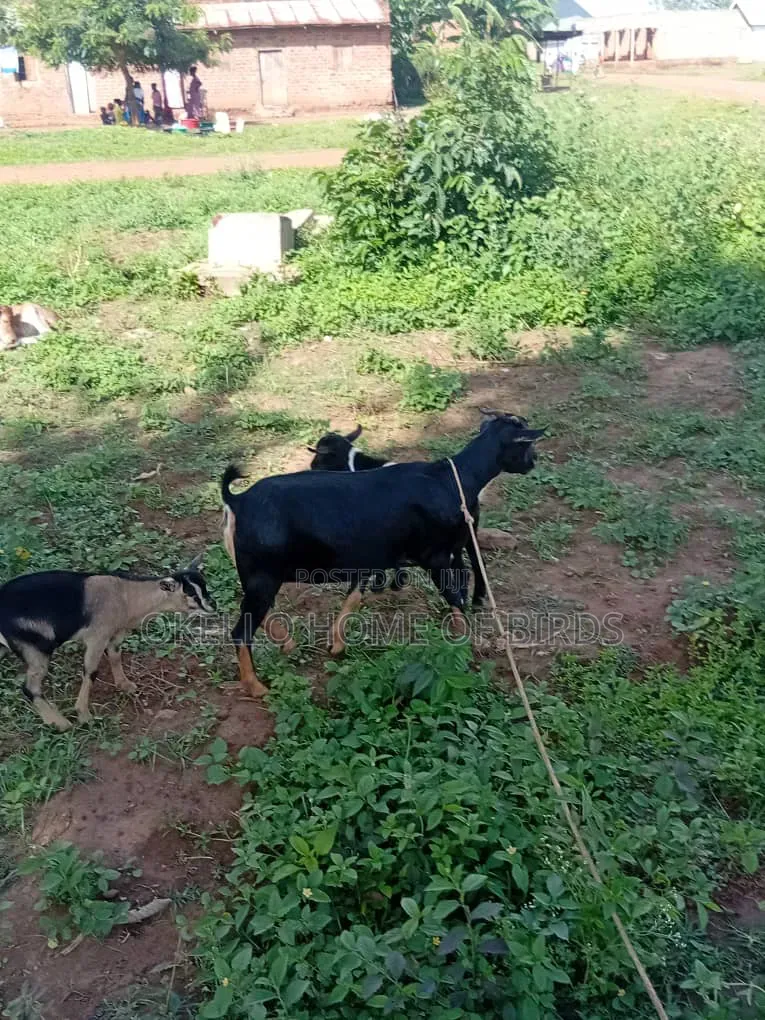 She Goat and 2 Kids for Sale