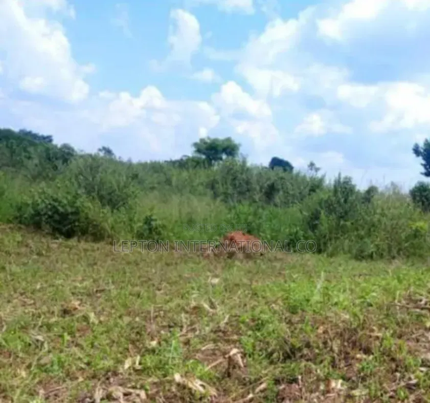 50 by 100 in Mwera Kakiri Ready With Land Title