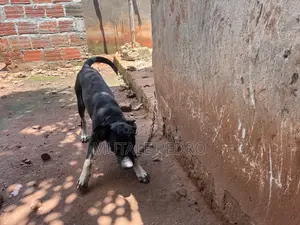 6-12 months Male Purebred Rottweiler