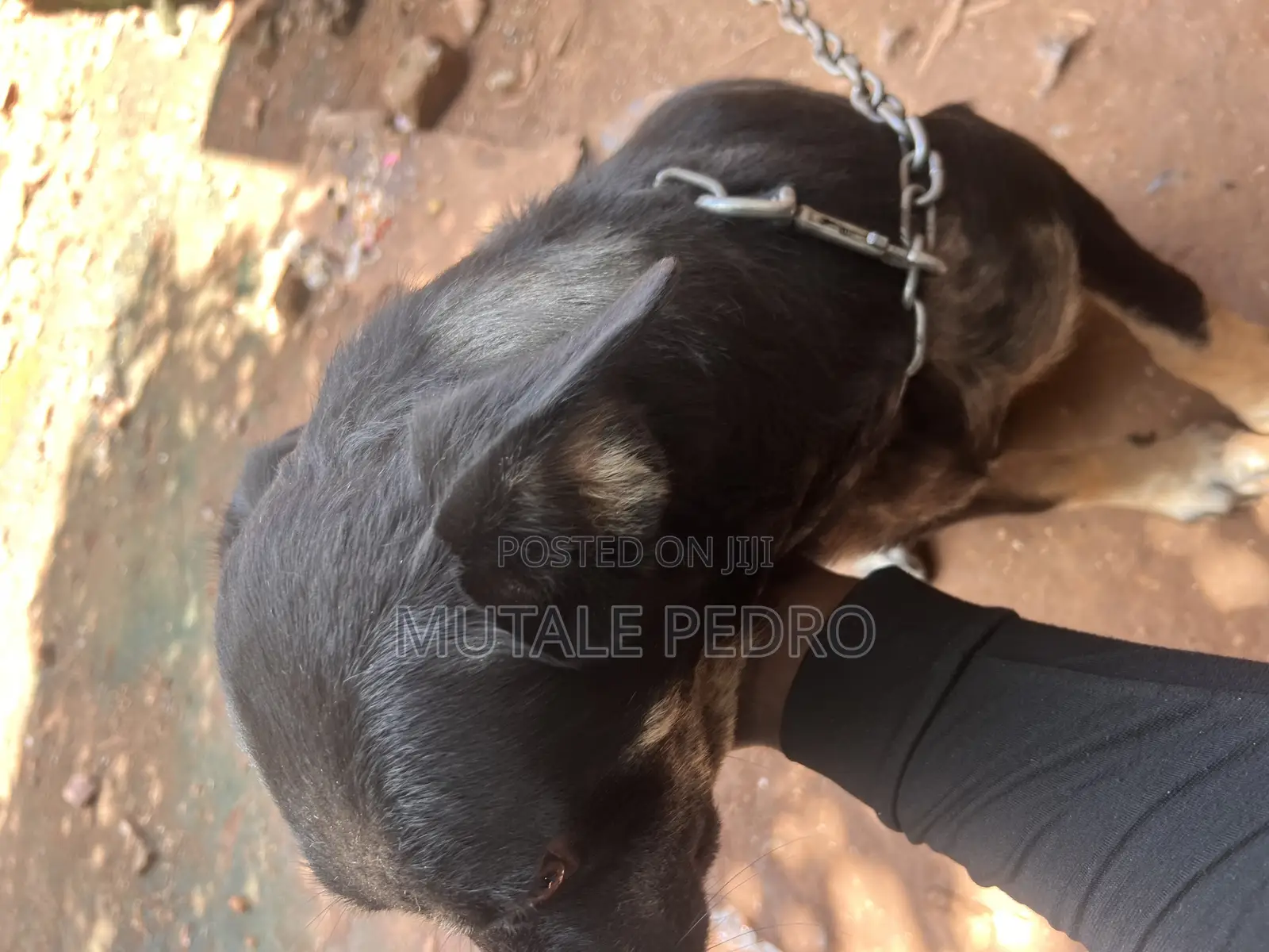 6-12 months Male Purebred Rottweiler