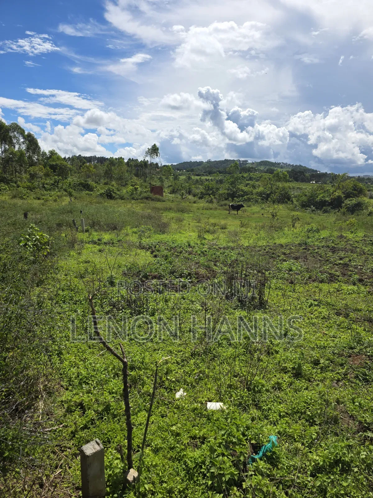 Sisa Ngongolo Plot