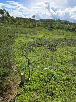 Sisa Ngongolo Plot