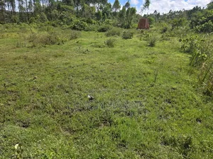 Sisa Ngongolo Plot