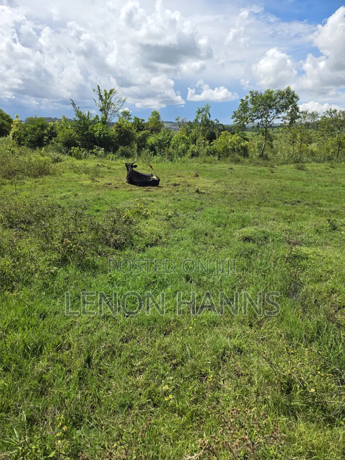 Sisa Ngongolo Plot