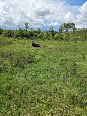 Sisa Ngongolo Plot