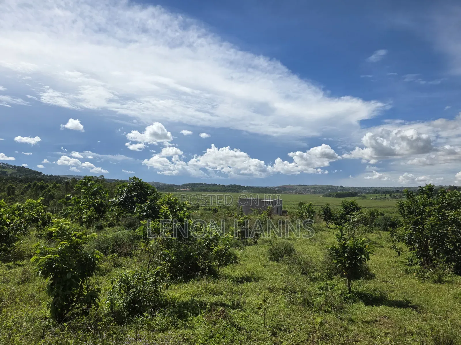 Sisa Ngongolo Plot