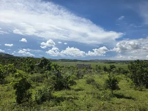 Sisa Ngongolo Plot