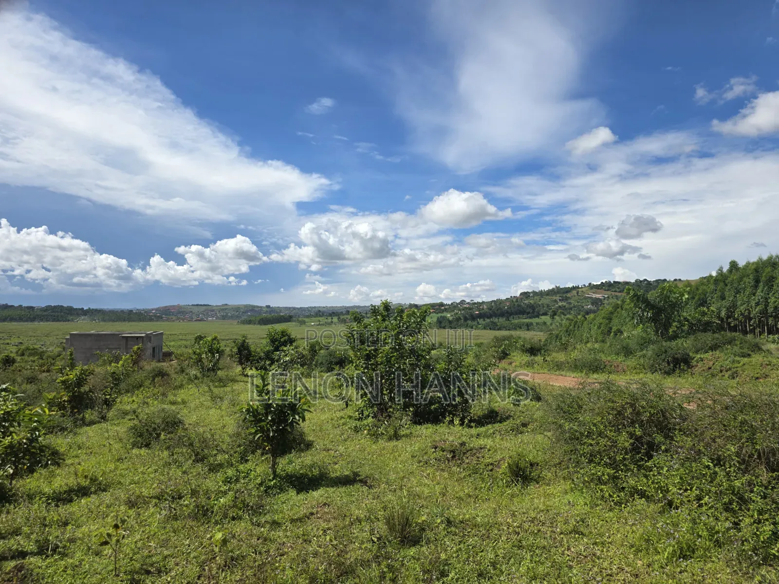 Sisa Ngongolo Plot