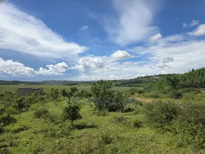 Sisa Ngongolo Plot