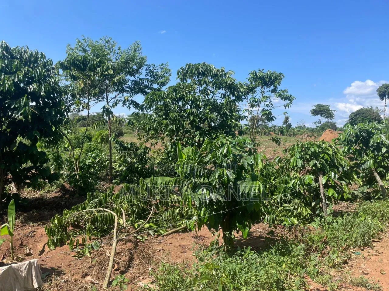Land for Sale