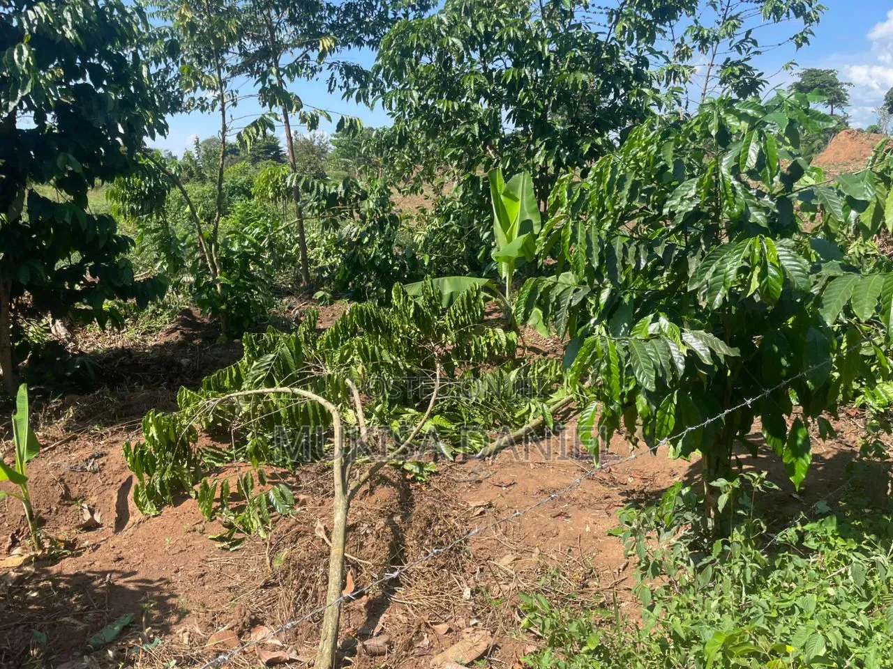 Land for Sale