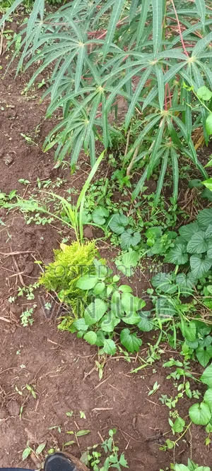 Plot Of Land