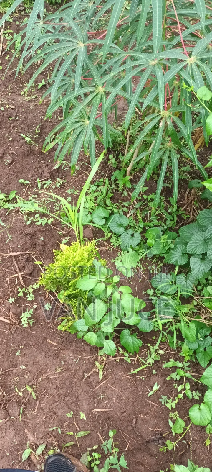 Plot Of Land