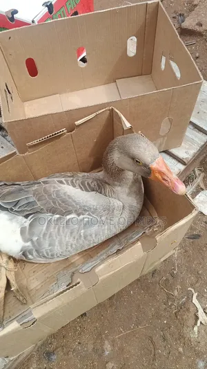 Grey Female Goose for Sale
