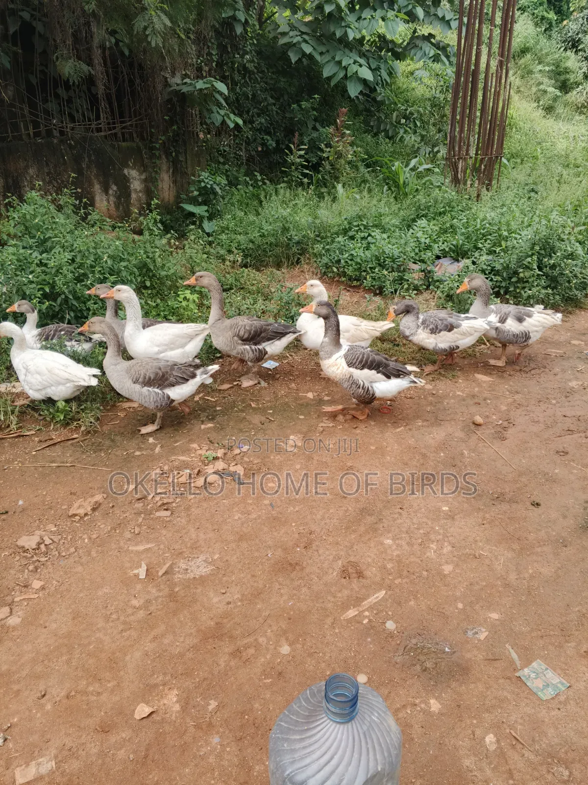 Geese Looking for New Homes