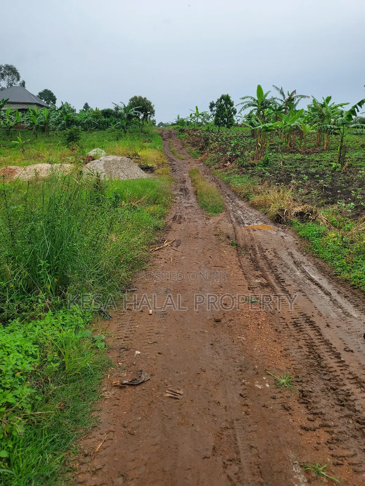 1.7 Acre Good Kisenyi Land Here at Kabonge 2km Off Bombo Rd All 50m