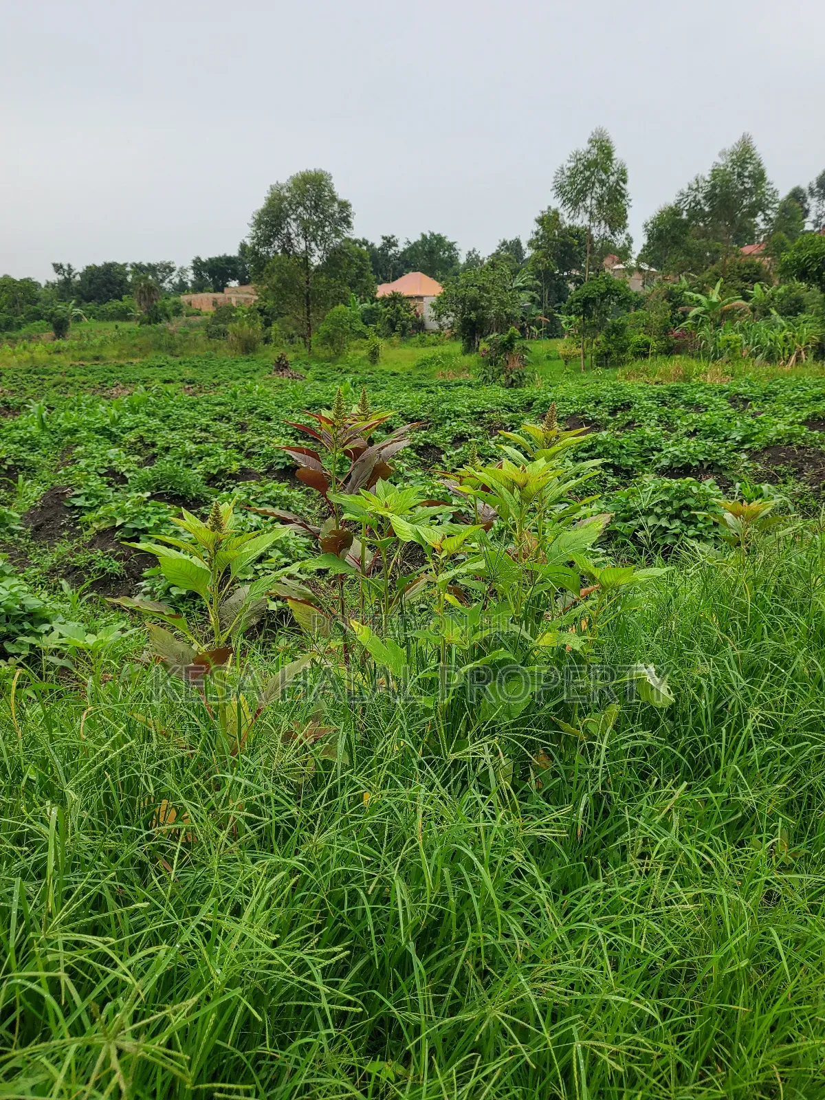 1.7 Acre Good Kisenyi Land Here at Kabonge 2km Off Bombo Rd All 50m