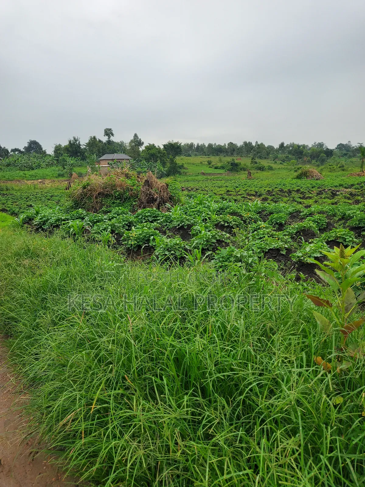 1.7 Acre Good Kisenyi Land Here at Kabonge 2km Off Bombo Rd All 50m