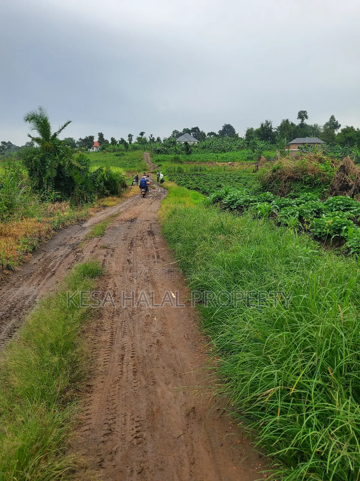 1.7 Acre Good Kisenyi Land Here at Kabonge 2km Off Bombo Rd All 50m