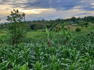 Good Land 1.37 Acre All 60m