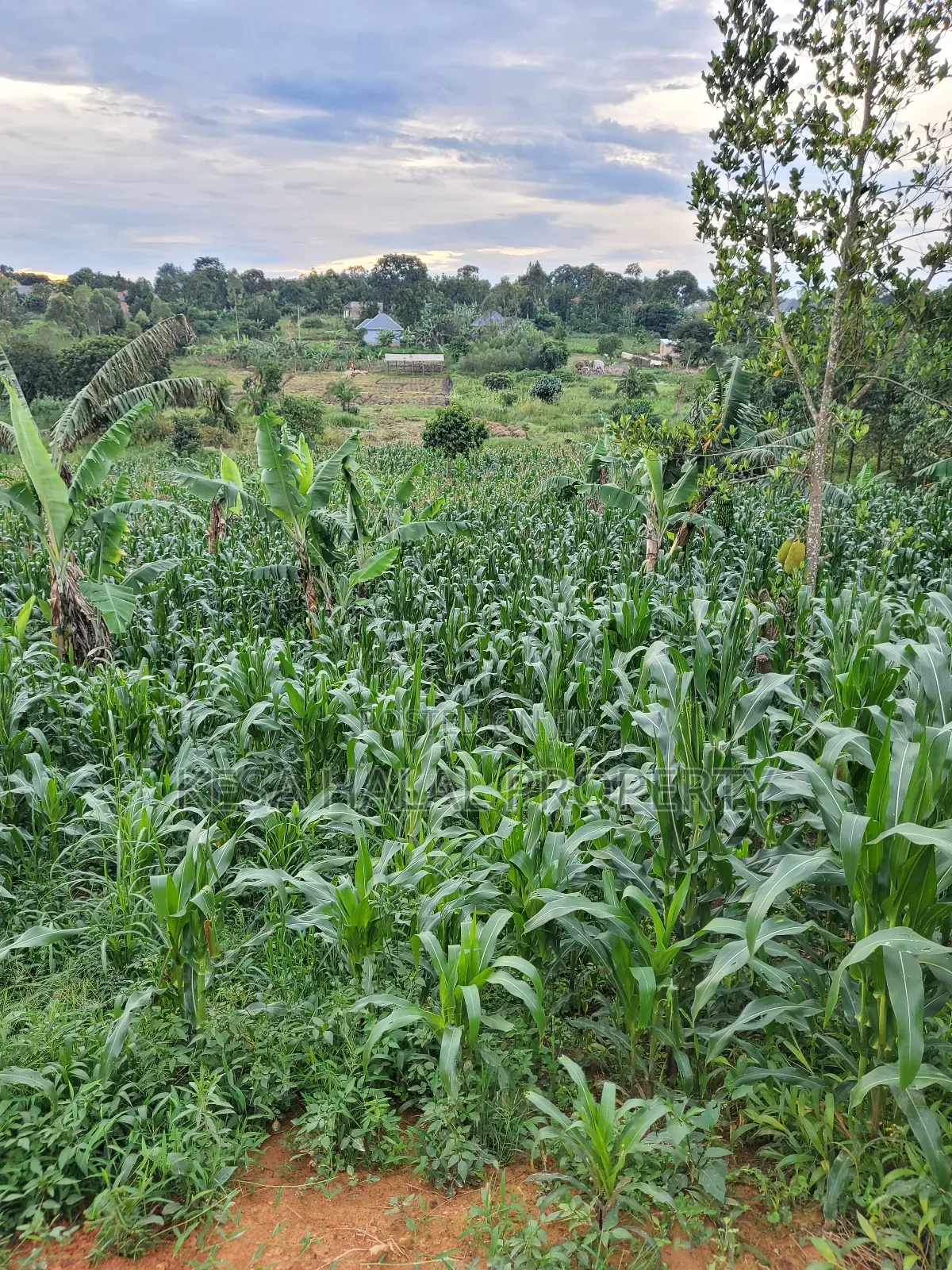 Good Land 1.37 Acre All 60m