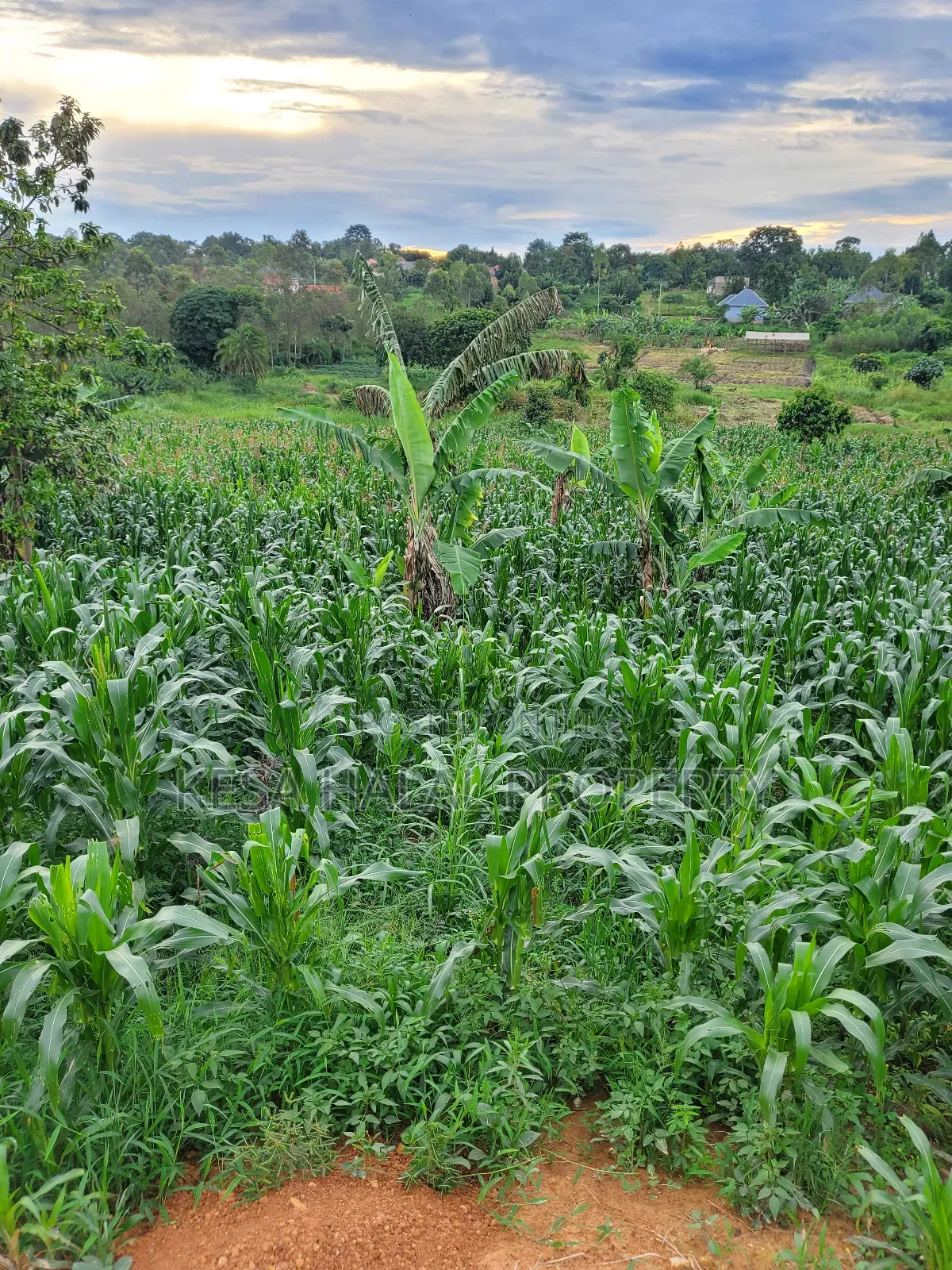 Good Land 1.37 Acre All 60m