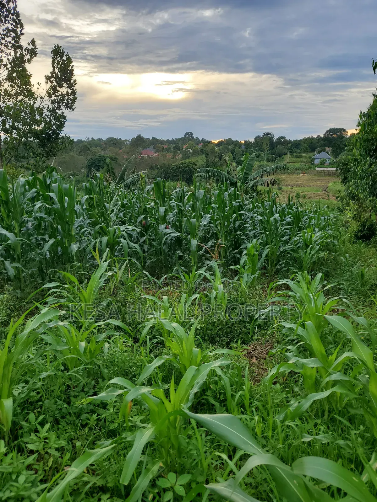 Good Land 1.37 Acre All 60m