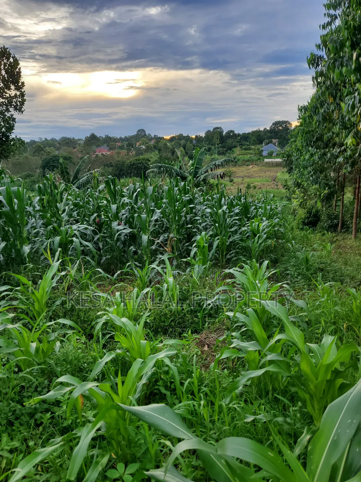 Good Land 1.37 Acre All 60m