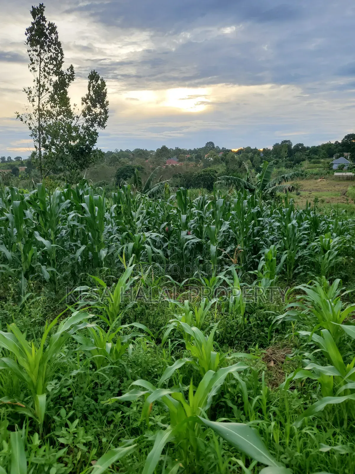 Good Land 1.37 Acre All 60m