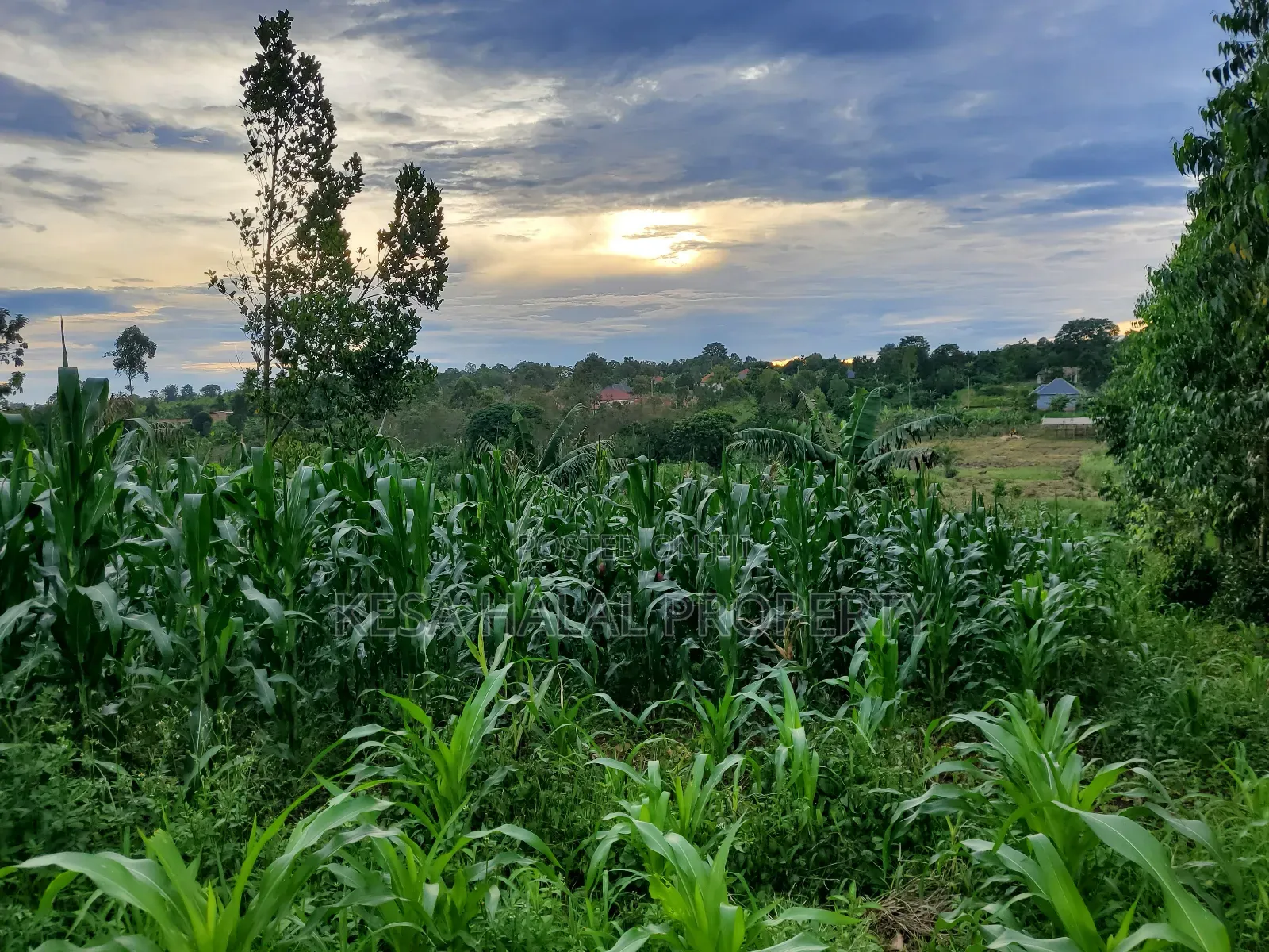 Good Land 1.37 Acre All 60m