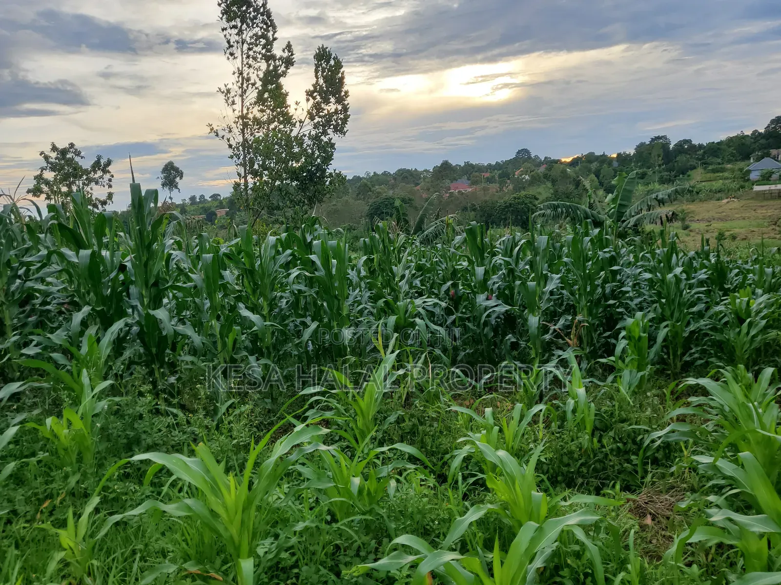 Good Land 1.37 Acre All 60m