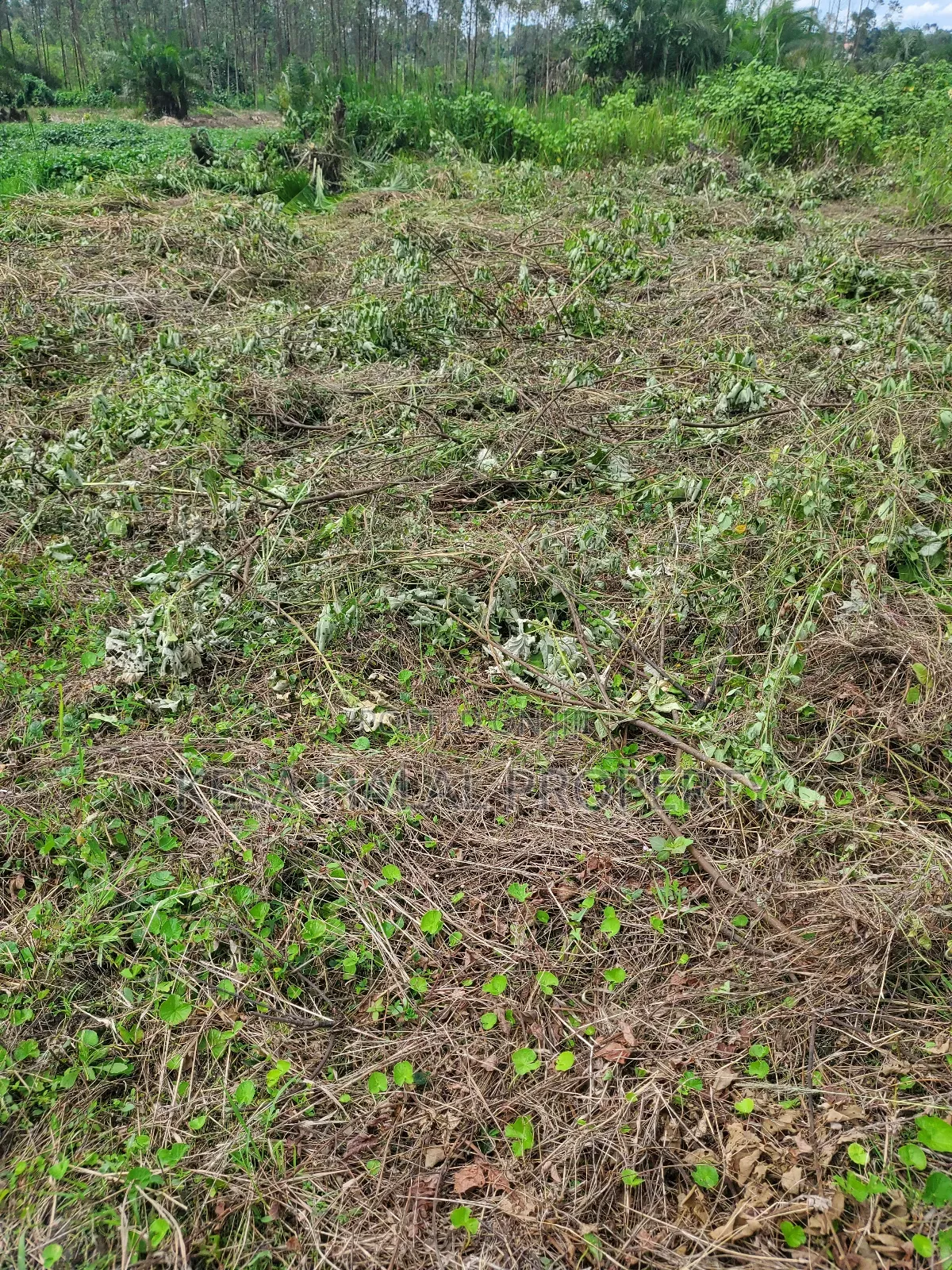 Kisenyi Land Titled on Semuto Road