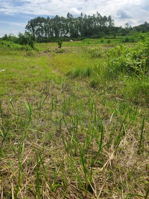 Kisenyi Land Titled on Semuto Road